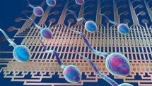 Older sperm donors 'just as good'