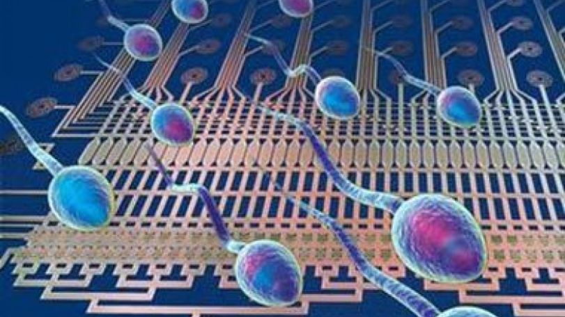 Older sperm donors 'just as good'