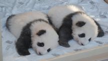 Giant panda gives birth to twin cubs at Madrid zoo