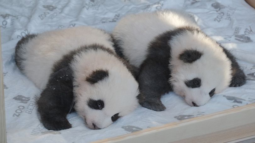 Giant panda gives birth to twin cubs at Madrid zoo