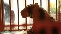 4 октября отмечается Всемирный день животных
