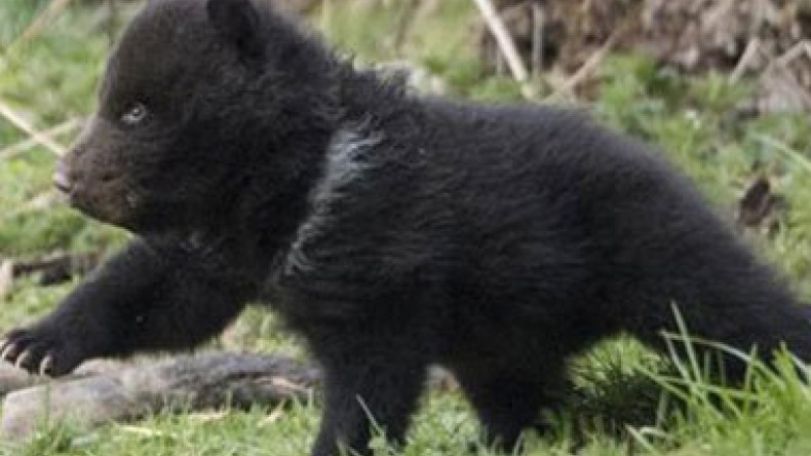 Swiss zoo kills, stuffs 'neglected' bear