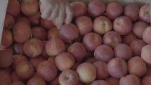 A success story – intensive apple orchard