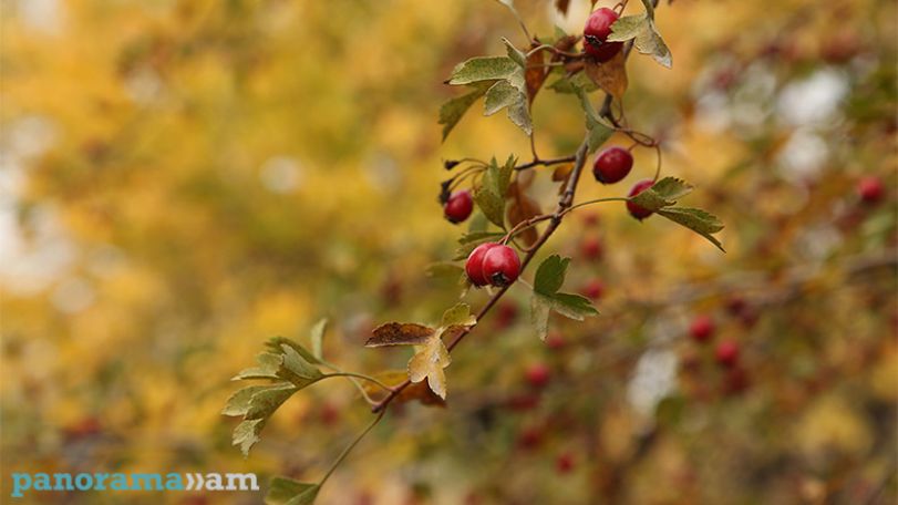 Погода в Армении: столбики термометров постепенно опустятся на 2-4 градуса