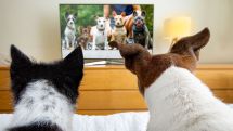 TV channel created for dogs is launching in the UK this month