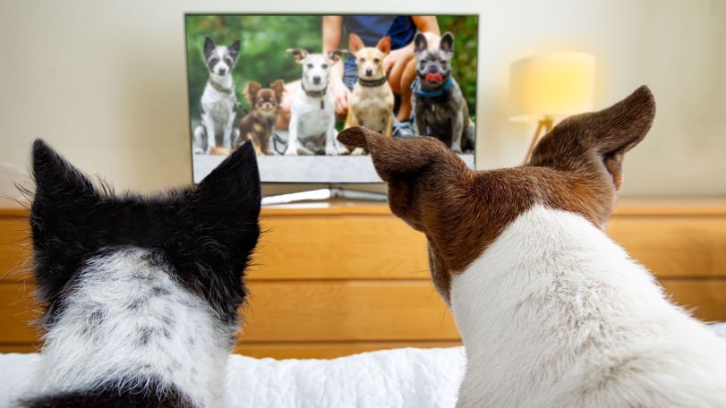 TV channel created for dogs is launching in the UK this month