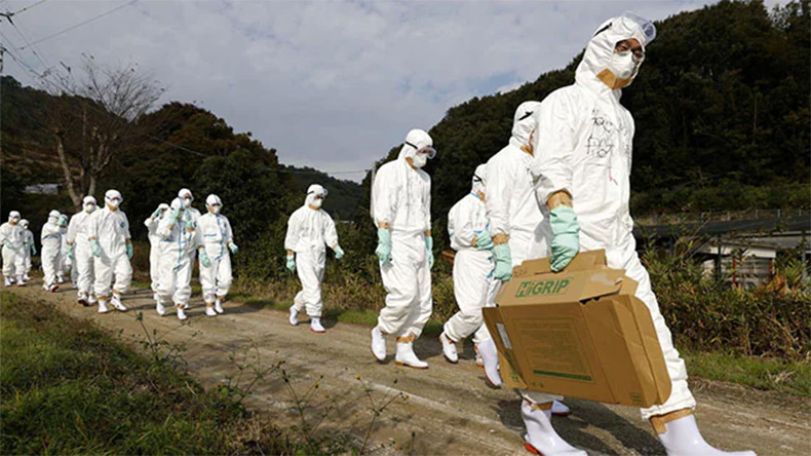 Korea reports additional highly pathogenic bird flu case