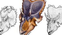 Scientists discover bizarre dinosaur with horned ‘angel wings’ on its head