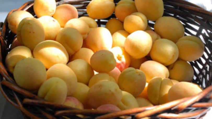 Armenia exported apricots to Russia, Switzerland – Ministry