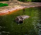 Два бегемота в зоопарке Антверпена заразились коронавирусом