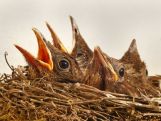 Album of endangered bird calls debuts in top five on Australia's ARIA chart