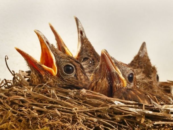 Album of endangered bird calls debuts in top five on Australia's ARIA chart