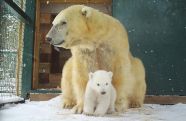Polar bear cub born at Scottish wildlife park