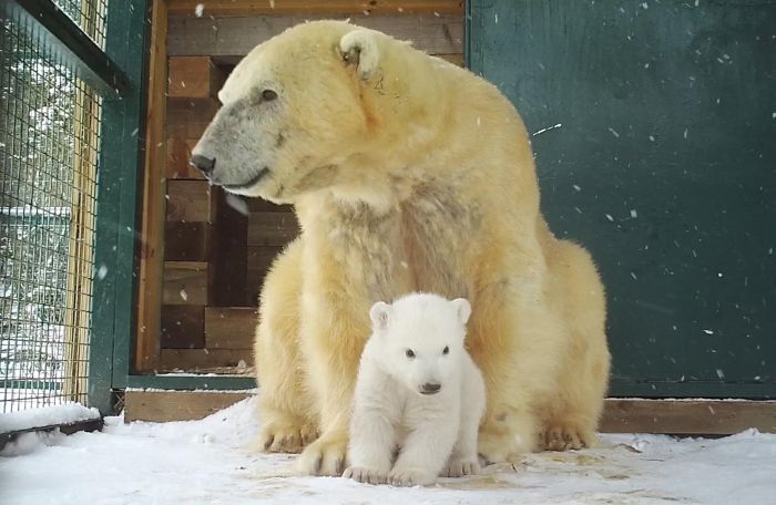 Polar bear cub born at Scottish wildlife park