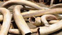 ԵՄ-ում 2022 թվականից ամբողջությամբ արգելվում է չմշակված փղոսկրի առևտուրը