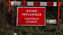 ‘Very rare’ bird flu case detected in person in England