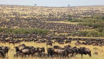 Over 62,000 animals killed by drought in Tanzania