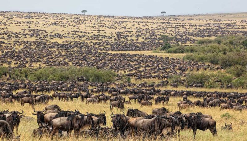 Over 62,000 animals killed by drought in Tanzania