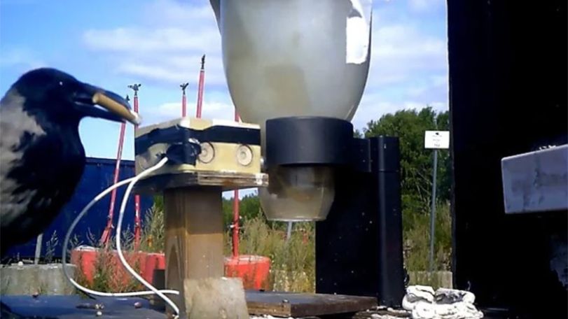 Swedish startup trains crow to pick up litter in exchange for reward