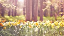 UK plants now flowering a month earlier due to climate change, study shows