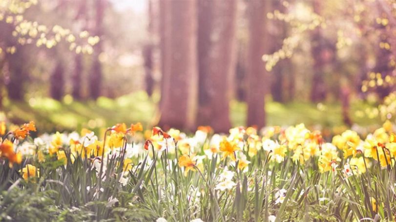 UK plants now flowering a month earlier due to climate change, study shows