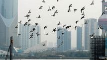 Bird flu 'danger zones' mapped