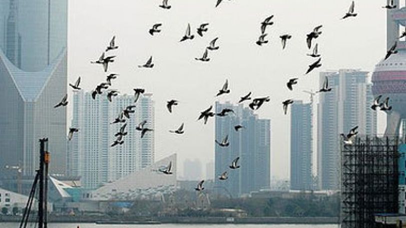 Bird flu 'danger zones' mapped
