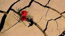 June 17 is World Day to Combat Desertification