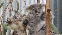 Australia lists koala as endangered species