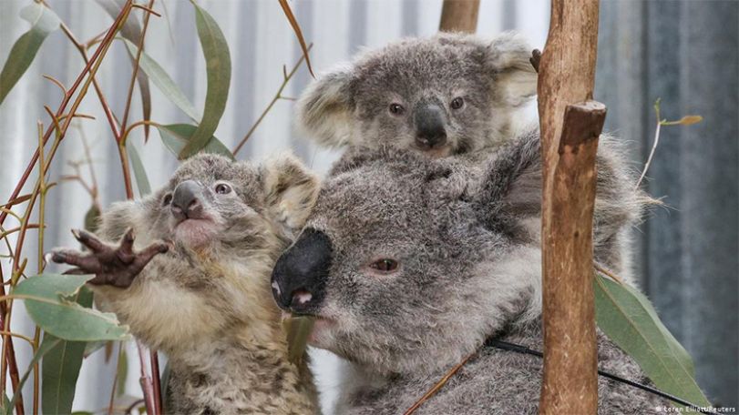 Australia lists koala as endangered species