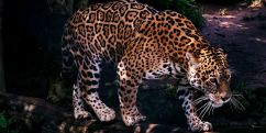 Jaguar dies at Yerevan Zoo