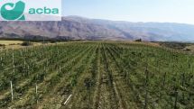 Highest mountain organic vineyard in the world founded in Armenia – ACBA Bank
