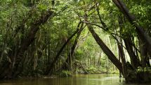Two young brothers miraculously found alive after four weeks lost in Amazon rainforest