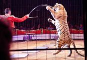 Armenia bans use of wild animals in circus performances