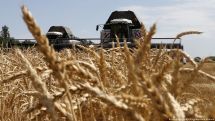 India bans wheat exports to control domestic prices