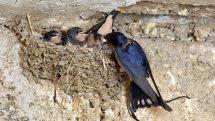 May 14 is World Migratory Bird Day
