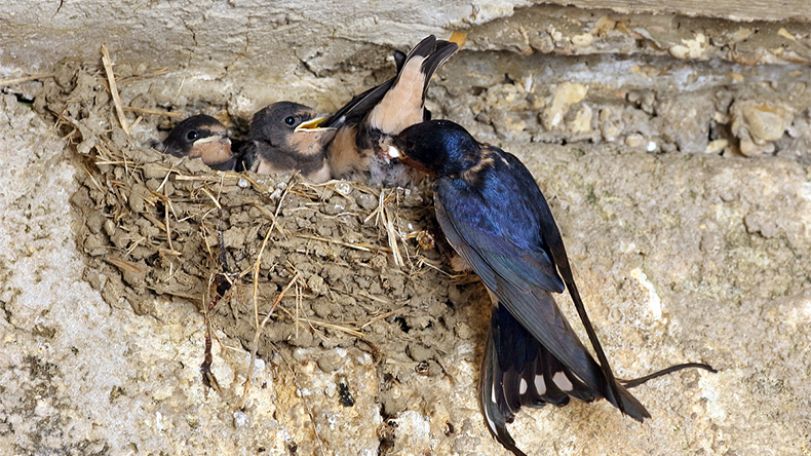 May 14 is World Migratory Bird Day