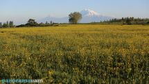 Temperatures set to rise across Armenia
