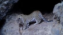 Daytime walk of Caucasian leopard caught on camera in Armenia