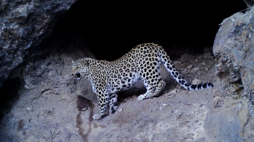 Daytime walk of Caucasian leopard caught on camera in Armenia