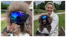 Dogs should wear sunglasses to protect their eyes, vet says