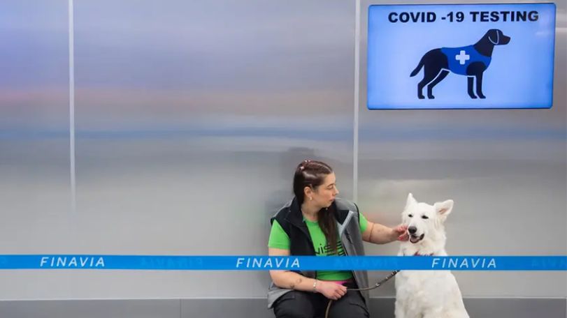 Dogs may be better at detecting Covid than PCR tests, study shows