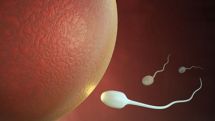 Mobile phone effect on fertility - 'research needed'
