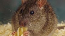 Rats shown to feel regret over bad decisions