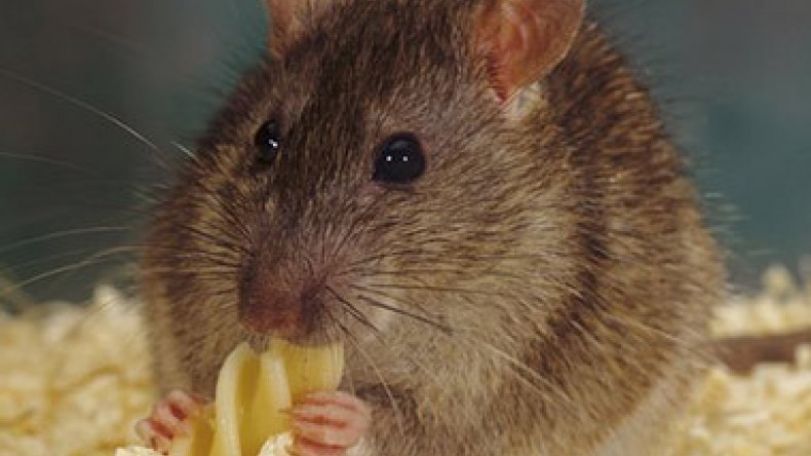 Rats shown to feel regret over bad decisions