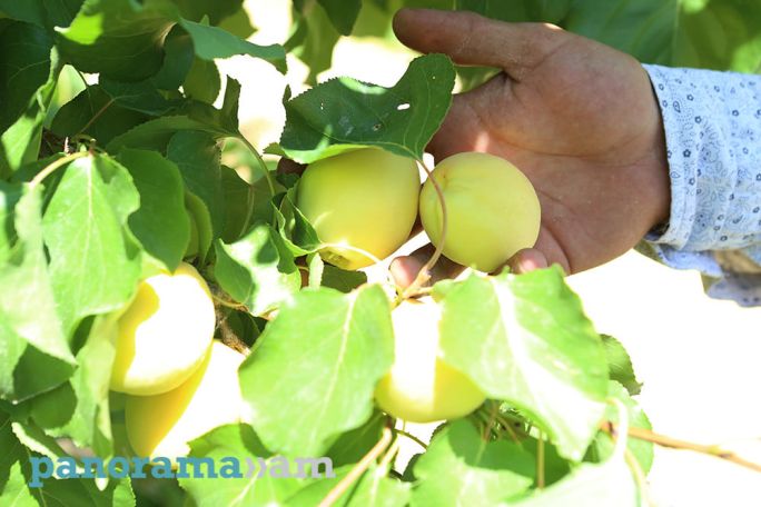 Այս տարի ծիրանի բերքը շատ քիչ է