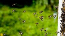 Millions of Australian bees put in lockdown due to deadly parasite