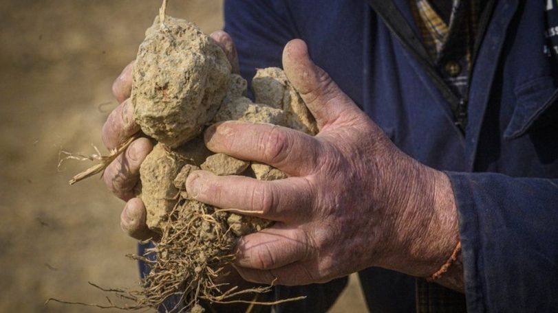 Drought emergency declared in Italy's northern regions