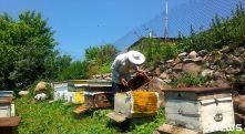Վրաստանում մեղուներին չեն ապահովագրում