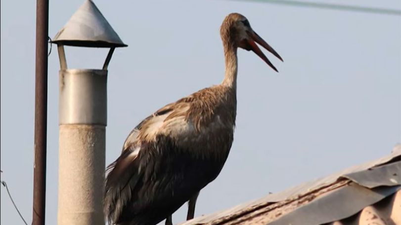 Экологи бьют тревогу: В селе Даштаван Араратской области – множество находящихся на грани гибели аистов с загрязненным оперением